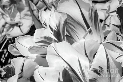 Lamborghini Cars - BW Extreme Closeup Tulips of the Netherlands #1 in the Art in Flowers  Collection by William Robert Stanek