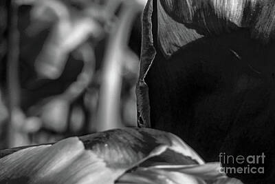 Typographic World Rights Managed Images - BW Extreme Closeup Tulips of the Netherlands #23 in the Art in Flowers Collection Royalty-Free Image by William Robert Stanek