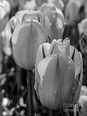 Green Grass - BW Spring Tulips from Keukenhof in the Netherlands Long Exposure 10 of 23  by William Robert Stanek