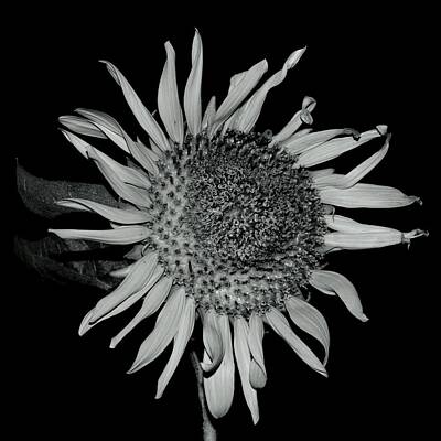 Florals Photos - BW Sunflower #218 by Noranne AG