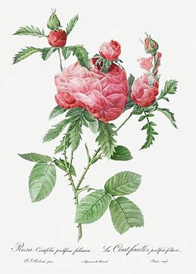 Pasta Al Dente - Cabbage Rose bloom, also known as One Hundred-Leaved Rose Rosa centifolia prolifera foliacea from  by Shop Ability