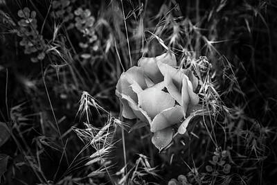 Leonardo Da Vinci Rights Managed Images - Cactus Bloom Royalty-Free Image by Chad Vidas