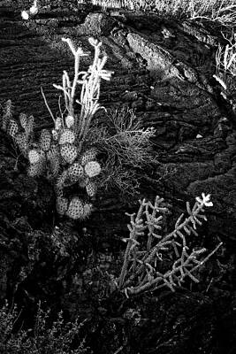 Word Signs - Cactus in the Rock by George Taylor