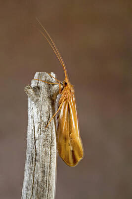 Southwest Landscape Paintings - Caddis Fly by Buddy Mays