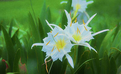 Recently Sold - Lilies Digital Art - Cahaba Lilies by Phillip Burrow