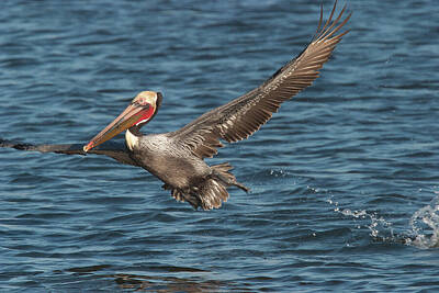 Beach Royalty-Free and Rights-Managed Images - California Brown Pelican at Bolsa Chica Ecological Reserve by Ram Vasudev