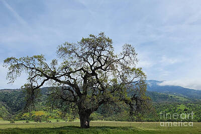 Mountain Rights Managed Images - California Oak Tree Mountain View Royalty-Free Image by Karen Conger