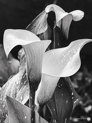 Florals Royalty-Free and Rights-Managed Images - Calla Lilies Black And White  by Patricia Betts