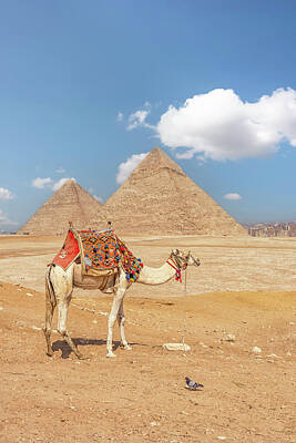 Mammals Royalty-Free and Rights-Managed Images - Camel In Giza by Manjik Pictures