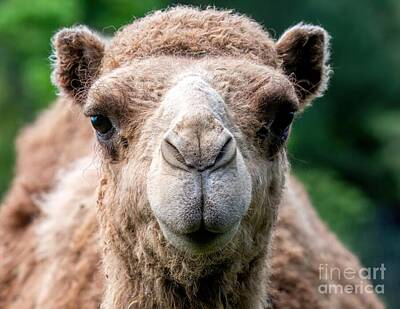 Mammals Rights Managed Images - Camel Kisses Royalty-Free Image by Jennifer Jenson