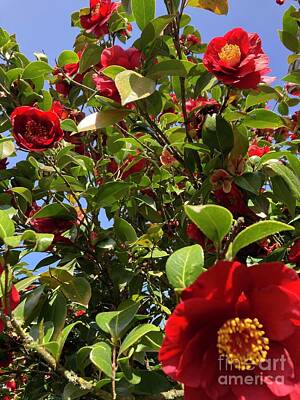 Floral Photos - Camellia flowers  by Susan Brown    Slizys art signature name