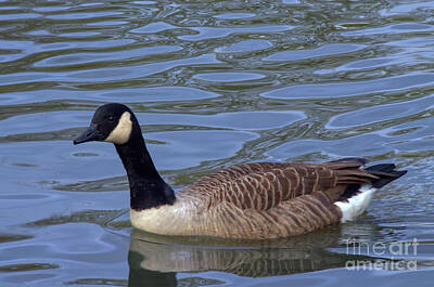 Adventure Photography - Canada Goose, Alkington Woods, Manchester, UK by Pics By Tony