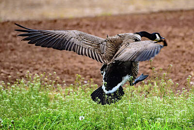 American West - Canada Goose Coming In For A Landing by Cindy Treger