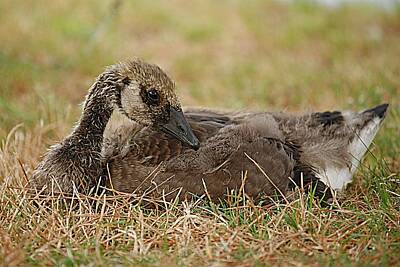 Lori A Cash Royalty-Free and Rights-Managed Images - Canada Goose Goslings in Grass by Lori A Cash