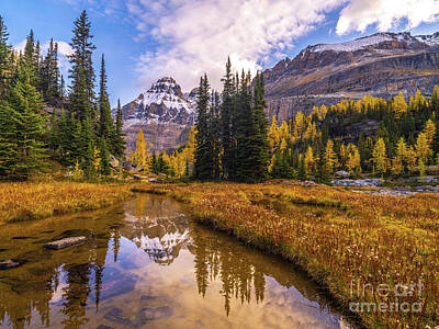 Everything Batman Royalty Free Images - Canadian Rockies Opabin Plateau Fall Colors Royalty-Free Image by Mike Reid