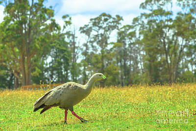 Black And White Rock And Roll Photographs - Cape Barren Goose by Benny Marty
