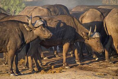 Old Masters - Cape Buffalo South Africa by Heidi Fickinger