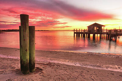 Surrealism - Cape Cod Pinks  by Catherine Reusch Daley