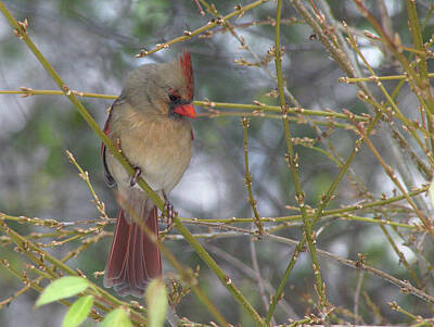 Going Green Rights Managed Images - Cardinal female on branch Royalty-Free Image by Andy Klamar