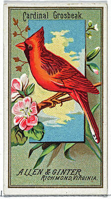 Birds Digital Art -  Cardinal Grosbeak                 by Celestial Images