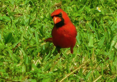 Birds Royalty Free Images - Cardinal of Wonder Royalty-Free Image by Kaos Family Art
