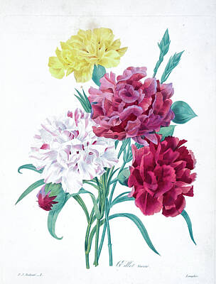 Floral Drawings - Carnation Flowers Illustration 1827 R1 by Botany