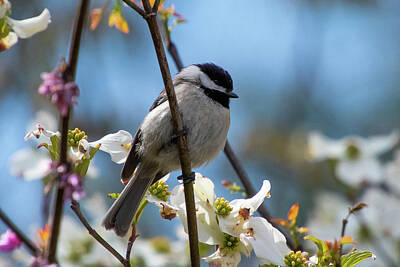 Delicate Orchids Royalty Free Images - Carolina Chickadee with Spring Blooms Royalty-Free Image by Cascade Colors