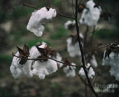 Everything Batman - Cash Crop - Cotton Harvest by Dale Powell