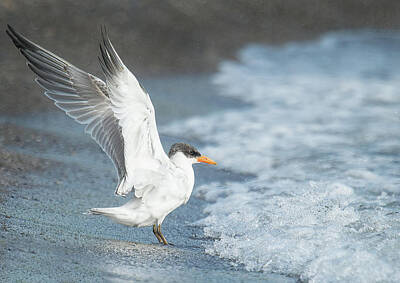 Beer Signs Royalty Free Images - Caspian Tern On the Beach Royalty-Free Image by CR Courson