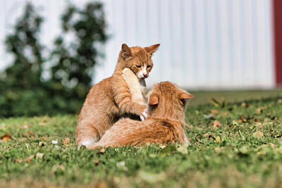 Landscapes Royalty-Free and Rights-Managed Images - Cat Politics by American Landscapes