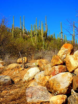 Fall Animals Rights Managed Images - Catalina State Park Rocky Hillside 2 Royalty-Free Image by Teresa Stallings
