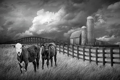 Randall Nyhof Royalty-Free and Rights-Managed Images - Cattle by a Black Fence in Rural Landscape with Barn and Silos i by Randall Nyhof
