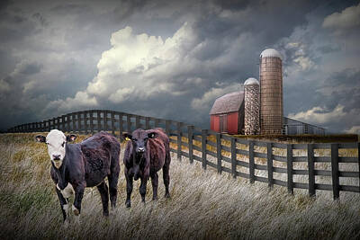 Randall Nyhof Royalty-Free and Rights-Managed Images - Cattle by a Black Fence in Rural Landscape with Barn and Silos by Randall Nyhof