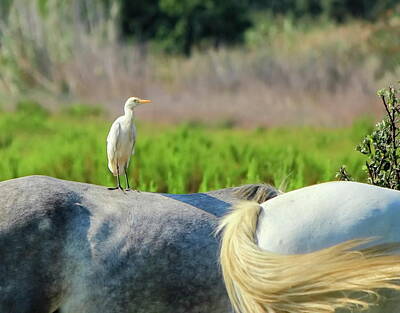 Soccer Patents - Cattle egret, Bubulcus ibis, standing on a horse, Camargue, Fran by Elenarts - Elena Duvernay photo