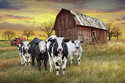 Randall Nyhof Royalty Free Images - Cattle in the Midwest with Barn and Tractor at Sunset  Royalty-Free Image by Randall Nyhof