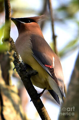 Just Desserts Royalty Free Images - Cedar Waxwing June 2, 2020 Royalty-Free Image by Sheila Lee