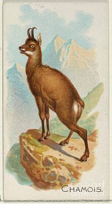 Catch Of The Day - Chamois, from the Quadrupeds series N21 for Allen Ginter Cigarettes by Shop Ability