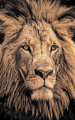 Wine Glass Royalty Free Images - Charcoal Lion Royalty-Free Image by Marlene Watson and Art Crew NZ