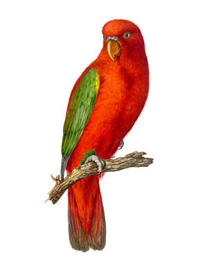 Birds Paintings - Chattering Lory by Bird Republic