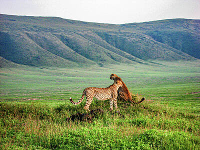 Hood Ornaments And Emblems - Cheetah in Ngorongoro Crater by Julie A Murray