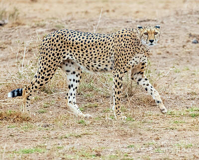 Farm Life Paintings Rob Moline - Cheetah of Amboseli by Jim Chamberlain