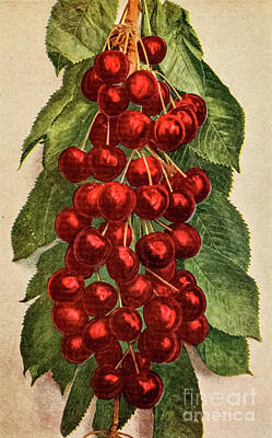 City Scenes Drawings - Cherries grown at Kelowna w1 by Historic Illustrations