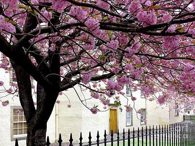 Discover Inventions - Cherry Blossom Tree at Dalry House Edinburgh 1 by Douglas Brown