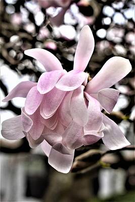 Lucille Ball - Cherry Blossom by Karen Largent