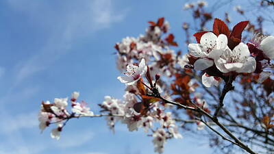 Hollywood Style Royalty Free Images - Cherry Blossoms In The Sky Royalty-Free Image by Gordon Visions