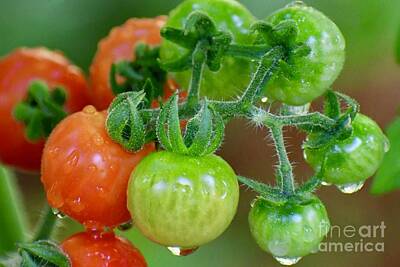 Man Cave Royalty Free Images - Cherry Tomatoes on the Vine Royalty-Free Image by Marie Debs