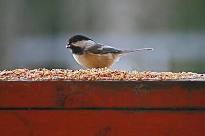 Rowing Royalty Free Images - Chickadee - 3 Royalty-Free Image by KIT EDesign