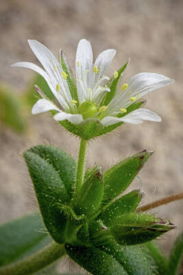 Ira Marcus Royalty-Free and Rights-Managed Images - Chickweed Bloom by Ira Marcus