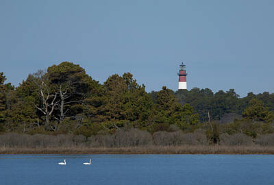 Rowing - Chicoteague Lighthouse and swans by Jack Nevitt
