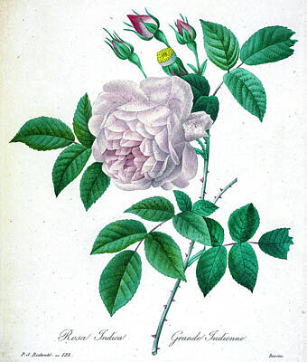 Roses Drawings - China Rose illustration 1827 r1 by Botany